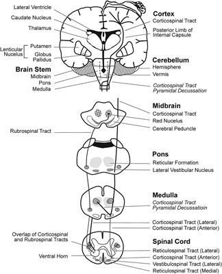 Neurologic Correlates of Gait Abnormalities in Cerebral Palsy: Implications for Treatment